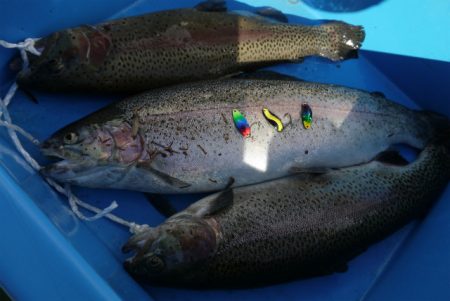 としまえんフィッシングエリア 釣果