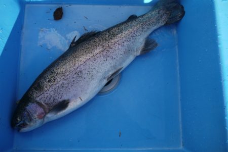 としまえんフィッシングエリア 釣果