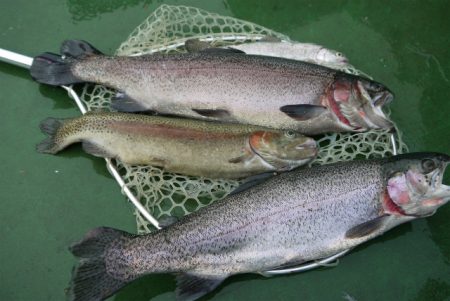 としまえんフィッシングエリア 釣果