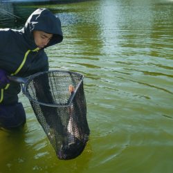 としまえんフィッシングエリア 釣果