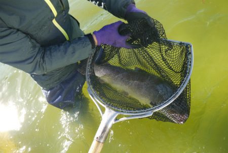 としまえんフィッシングエリア 釣果