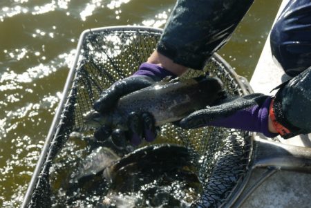 としまえんフィッシングエリア 釣果