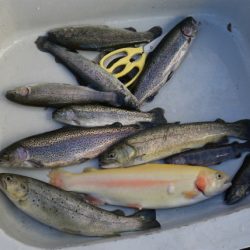 としまえんフィッシングエリア 釣果