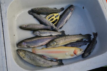 としまえんフィッシングエリア 釣果