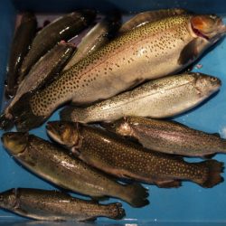 としまえんフィッシングエリア 釣果