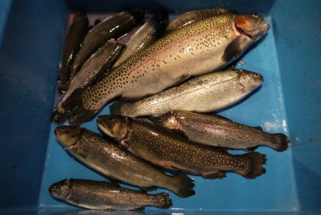 としまえんフィッシングエリア 釣果