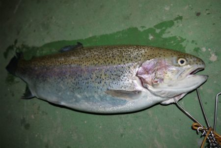 としまえんフィッシングエリア 釣果