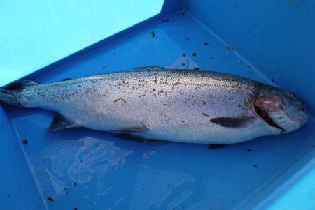 としまえんフィッシングエリア 釣果