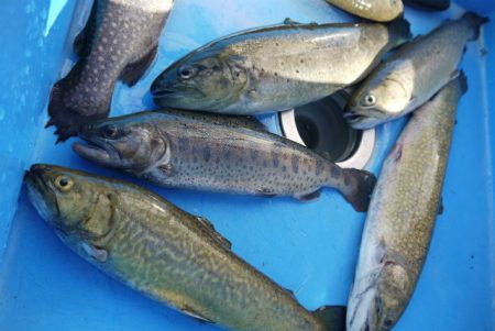 としまえんフィッシングエリア 釣果