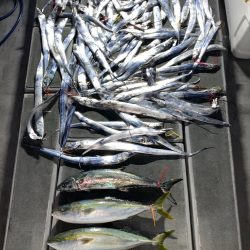 SeaRide(シーライド) 釣果