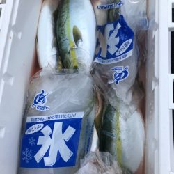 あみや渡船 JIGBOY 釣果