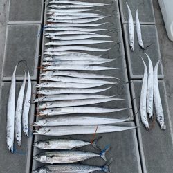 SeaRide(シーライド) 釣果