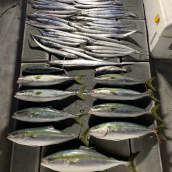 SeaRide(シーライド) 釣果