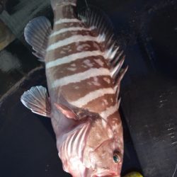 渡船屋たにぐち 釣果