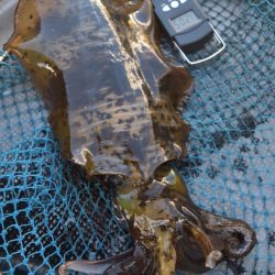 渡船屋たにぐち 釣果