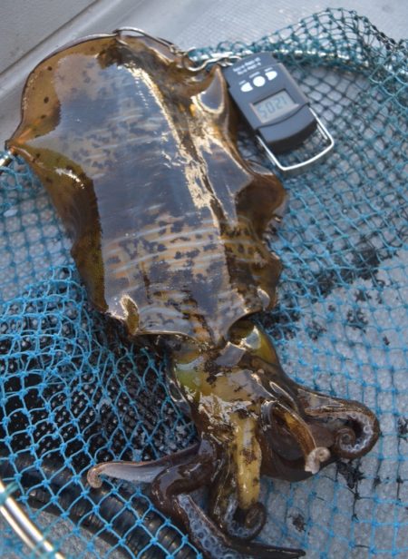 渡船屋たにぐち 釣果