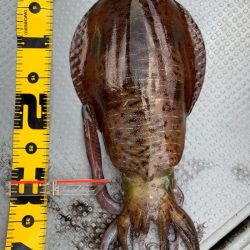 エヌスタイル 釣果