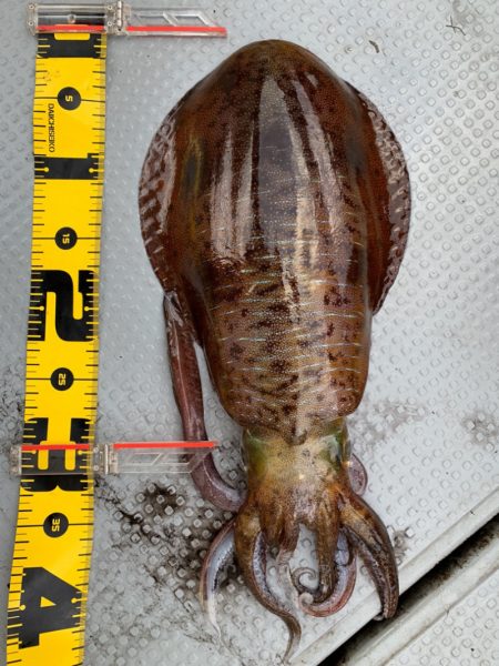 エヌスタイル 釣果