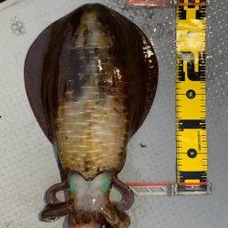 エヌスタイル 釣果