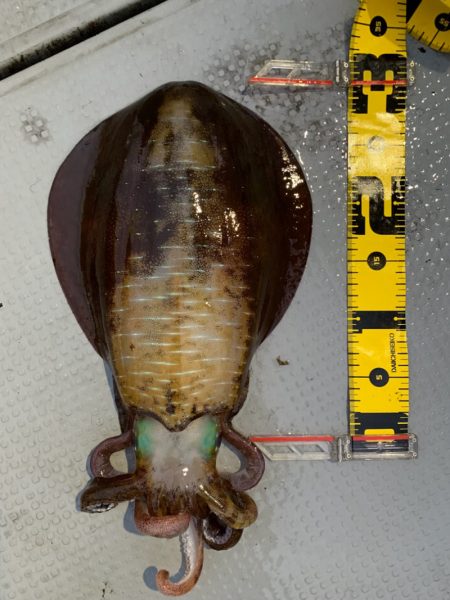 エヌスタイル 釣果