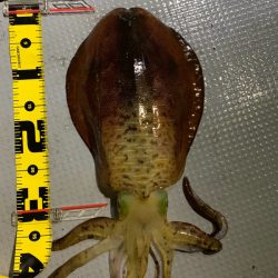 エヌスタイル 釣果