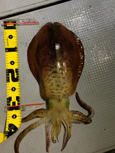 エヌスタイル 釣果