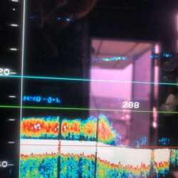 ＴＡＲＯＭＡＲＵ 釣果