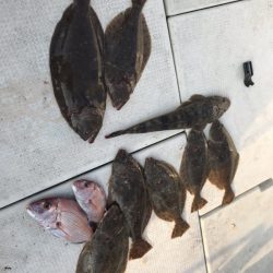 遊漁船メテオ 釣果