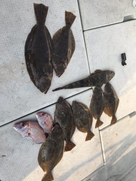 遊漁船メテオ 釣果