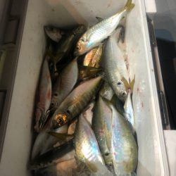 ＴＡＲＯＭＡＲＵ 釣果