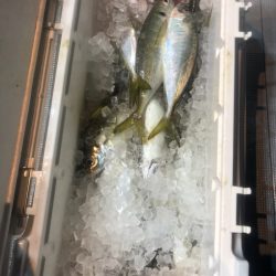 ＴＡＲＯＭＡＲＵ 釣果