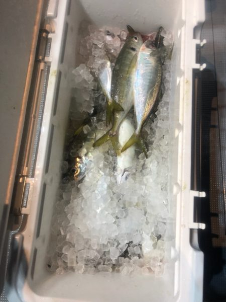 ＴＡＲＯＭＡＲＵ 釣果