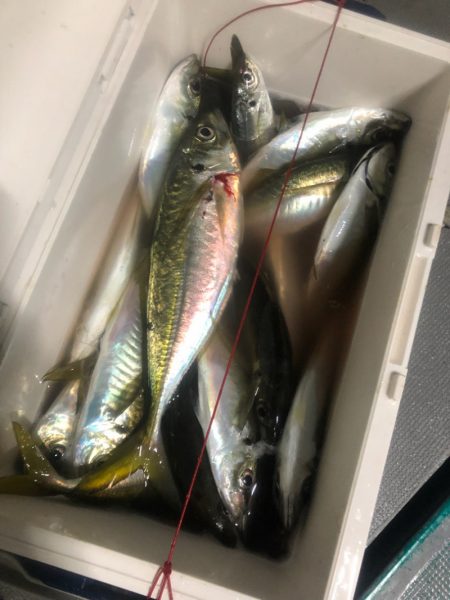 ＴＡＲＯＭＡＲＵ 釣果