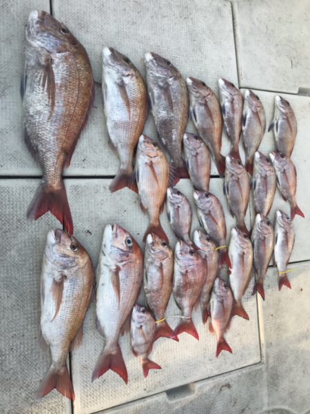 遊漁船メテオ 釣果