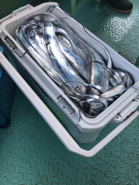 ヤザワ渡船 釣果