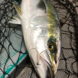 ＴＡＲＯＭＡＲＵ 釣果