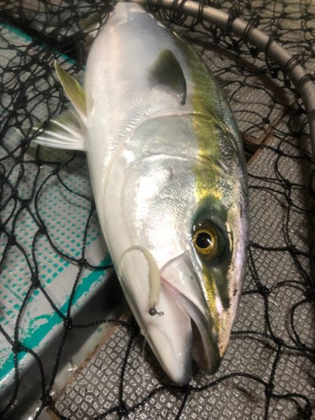 ＴＡＲＯＭＡＲＵ 釣果