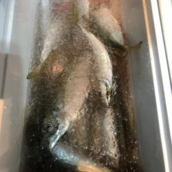 ＴＡＲＯＭＡＲＵ 釣果