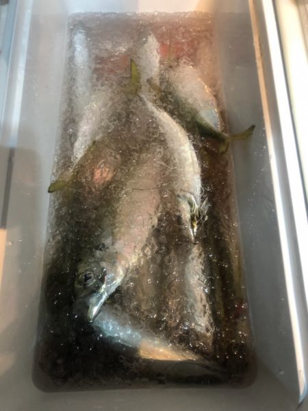 ＴＡＲＯＭＡＲＵ 釣果