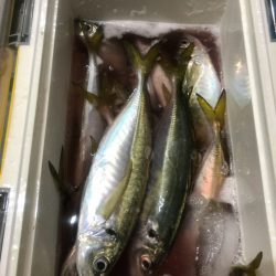 ＴＡＲＯＭＡＲＵ 釣果