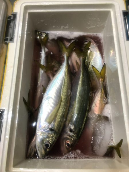 ＴＡＲＯＭＡＲＵ 釣果