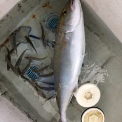 末広丸(熊本) 釣果