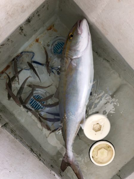 末広丸(熊本) 釣果