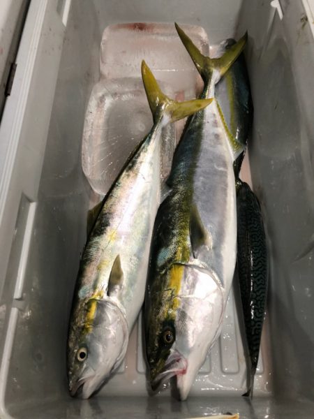 第二八坂丸 釣果