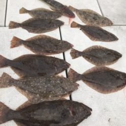 遊漁船メテオ 釣果