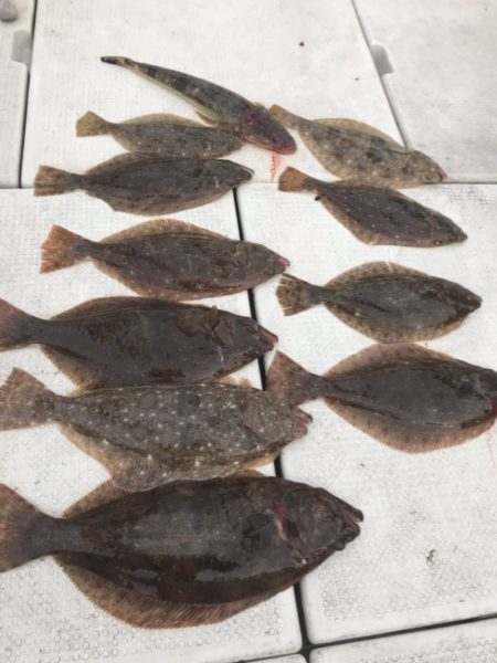 遊漁船メテオ 釣果