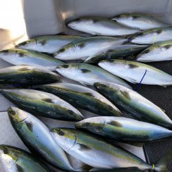 ビッグファイター 釣果