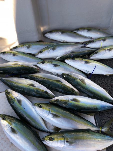 ビッグファイター 釣果