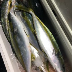 あみや渡船 JIGBOY 釣果