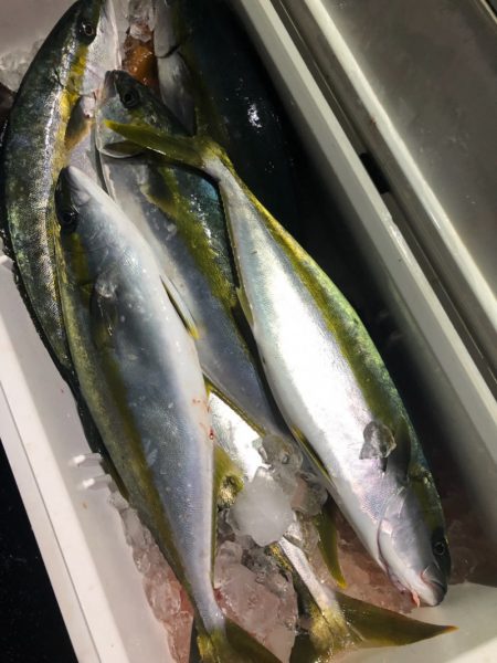 あみや渡船 JIGBOY 釣果